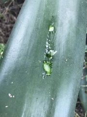 Agave sisalana