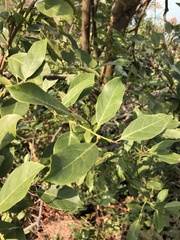 Itea chinensis