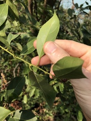 Itea chinensis