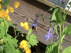 Anthophora villosula