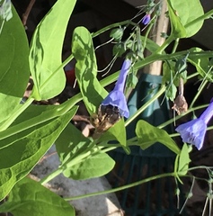 Anthophora villosula