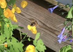 Anthophora villosula