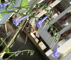 Anthophora villosula