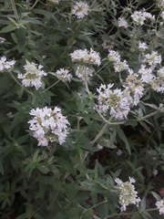 Pycnanthemum verticillatum
