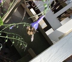 Anthophora villosula