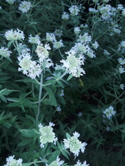 Pycnanthemum verticillatum