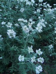 Pycnanthemum verticillatum