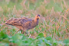 Watercock photo 2