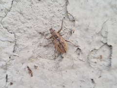 Naupactus versatilis
