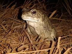 Sclerophrys regularis