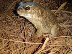 Sclerophrys regularis