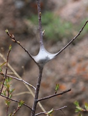 Malacosoma californica