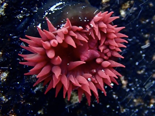 Waratah Anemone, photo 5 of 10