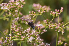 Euphilotes bernardino bernardino