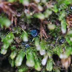 Mniaecia jungermanniae