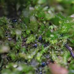 Mniaecia jungermanniae