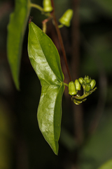 Passiflora sexocellata