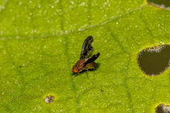 Chaetocoelia distinctissima