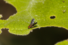 Chaetocoelia distinctissima