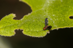 Chaetocoelia distinctissima