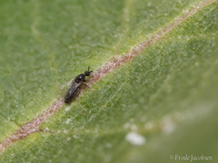 Scatopsinae