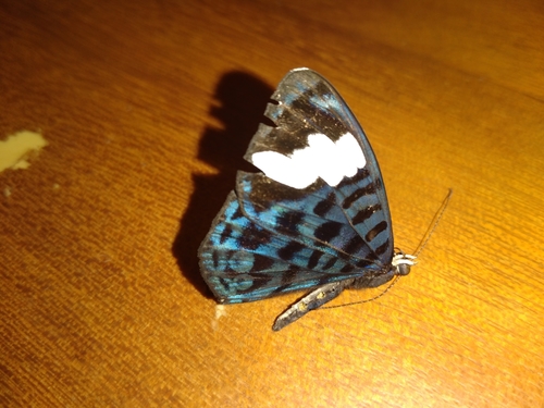 Ectima iona