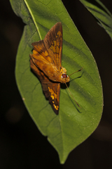 Nascus phocus