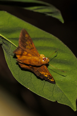 Nascus phocus