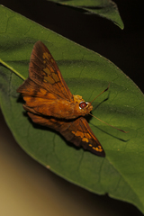 Nascus phocus