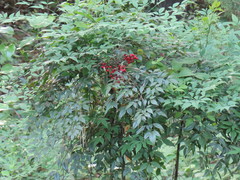 Nandina domestica