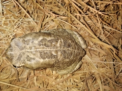 Sclerophrys regularis