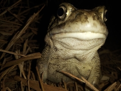 Sclerophrys regularis