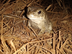 Sclerophrys regularis