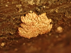 Arcyria stipata
