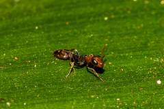 Pseudomyrmex tenuis