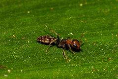 Pseudomyrmex tenuis