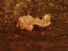 Arcyria stipata