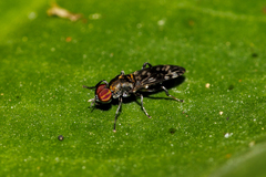 Euryneura