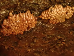 Arcyria stipata