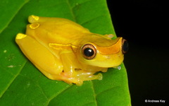 Upper Amazon Treefrog photo 2