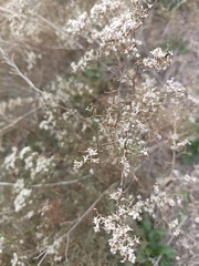 Limonium dichotomum