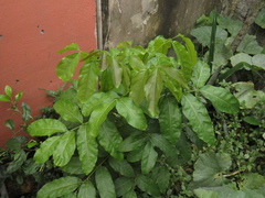 Talisia esculenta