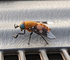 Ancala africana