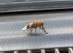 Ancala africana
