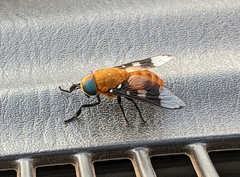 Ancala africana