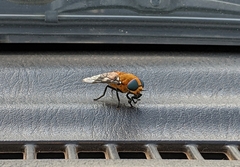 Ancala africana