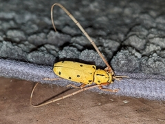 Tragostomoides pretiosus