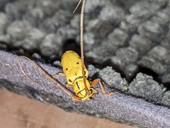 Tragostomoides pretiosus