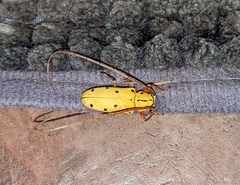 Tragostomoides pretiosus