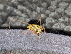 Tragostomoides pretiosus